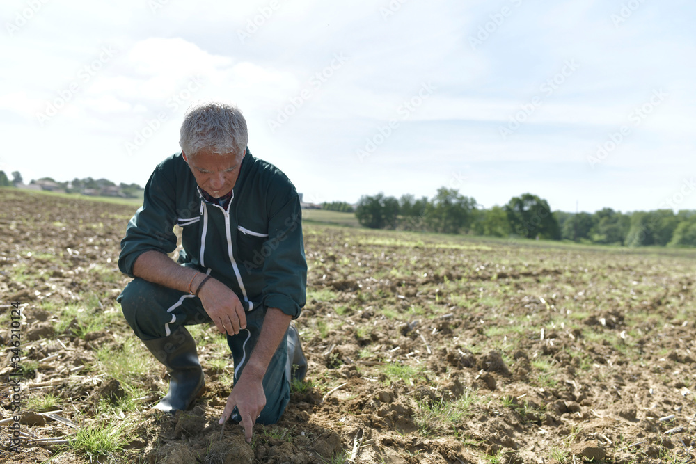 Fototapeta premium Farmer checking dryness of farm soil