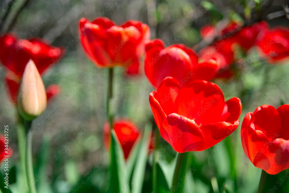 Red tulips against green foliage background.