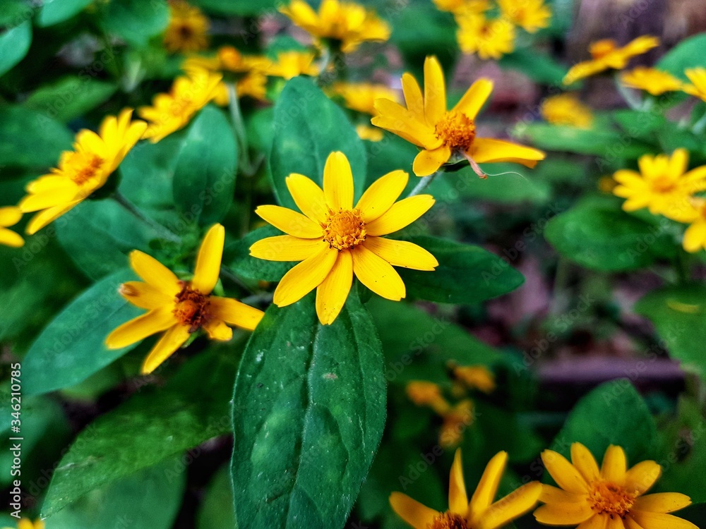 Fototapeta premium yellow flowers in the garden