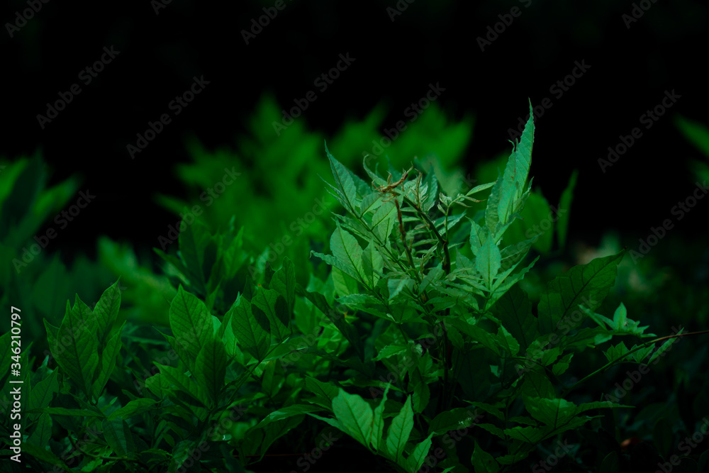 Close-up of green leaf dark background