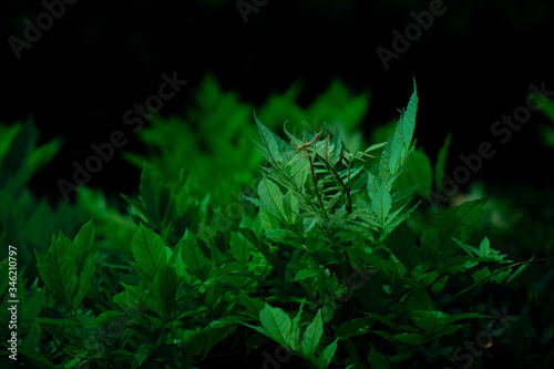 Close-up of green leaf dark background