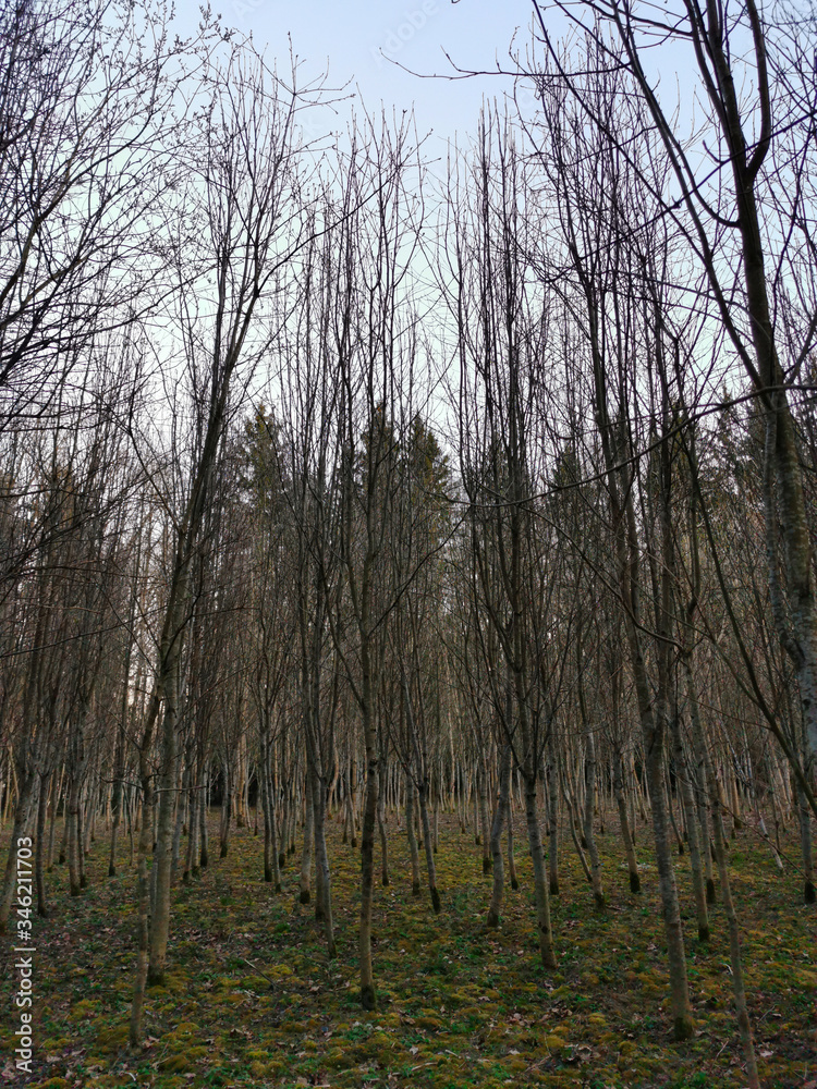 Young trees in spring without leaves. Trees are planted in rows. Young trees in spring without leaves. Trees are planted in rows.