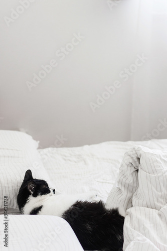 Adorable cat sleeping on bed with stylish sheets in morning light. Cute kitty relaxing on cozy owners pillows in modern room. Domestic pets. Space for text