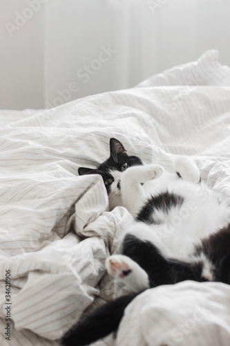 Adorable cat lying with funny look on bed in stylish sheets in morning light, pleasure moment. Funny emotional kitty relaxing on cozy owner's bed in modern room. Domestic pets