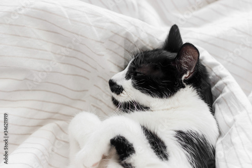 Adorable cat sleeping on bed with stylish sheets in morning light, pleasure moment. Portrait of cute kitty relaxing on cozy owner's bed in modern room. Domestic pets. Space for text