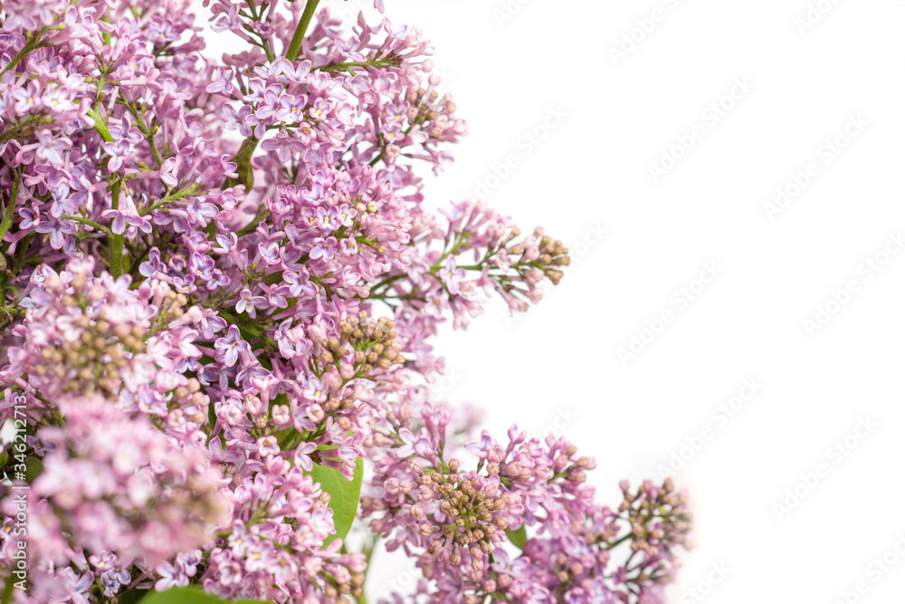 
lilac flowers isolated on white background