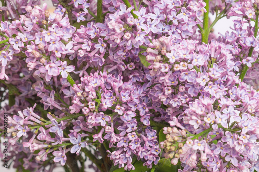 
lilac background with lilac flowers