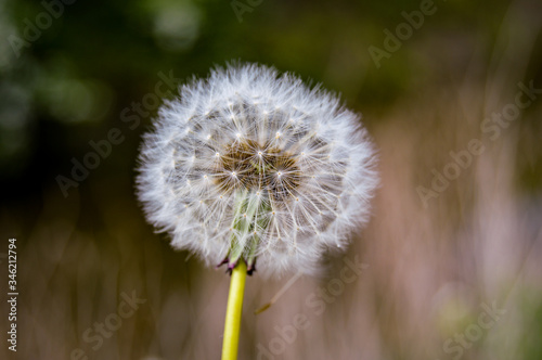 Dandelion