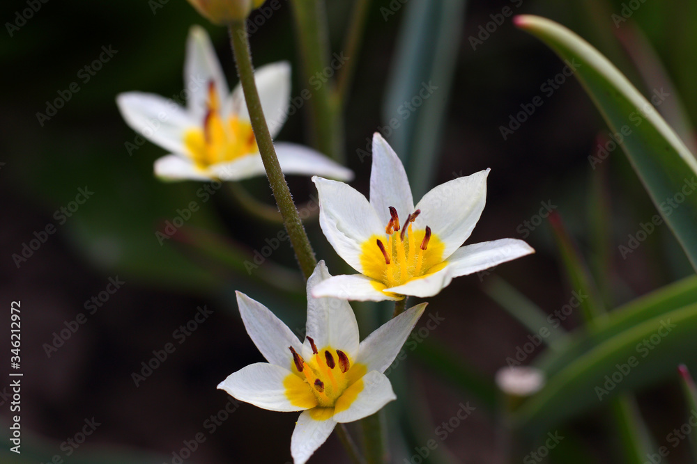 Fototapeta premium Beautiful bright delicate flower tulip botanical Turkestanica with white, yellow pointed petals and dark red stamens on background of blurry green leaves, stems and brown earth, close-up
