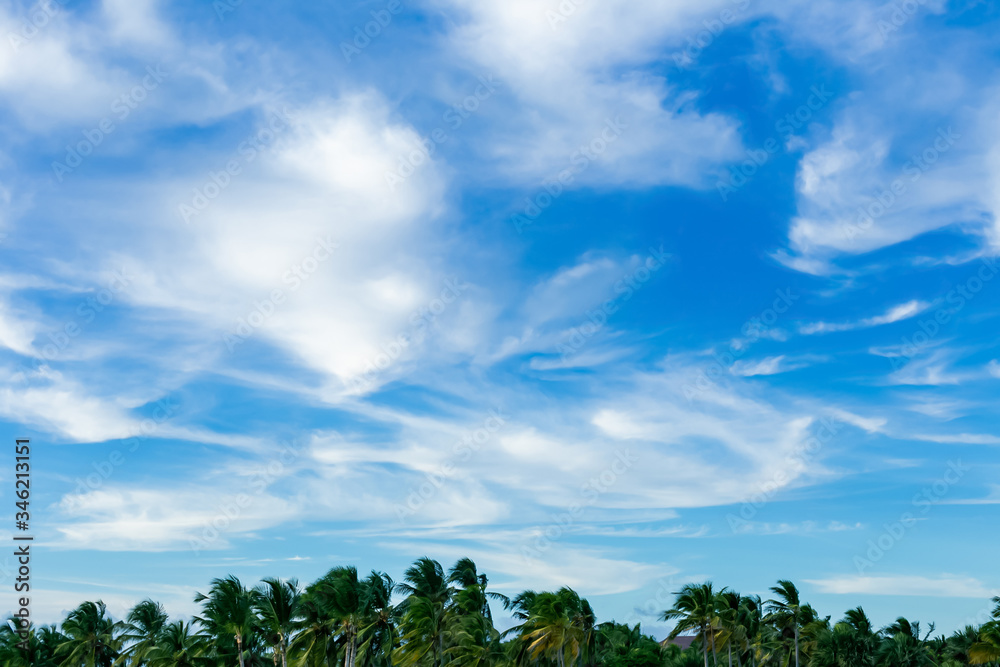 Obraz premium Blue sky, white clouds and green trees forest landscape for background with palm trees and coniferous trees 