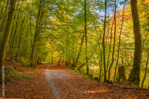 Small way in a forest in Germany with orange and red fallen leafs, yellow and green trees in Gauting, Starnberg