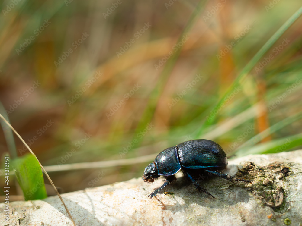 A black beetle crawls on a tree branch A black beetle crawls on a tree branch