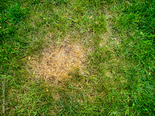 Top view of isolated dead brown spot in green garden lawn grass after excessive spray chemical or fertilizer overuse