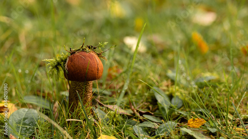 A lonely mushroom standing among green grass and yellow leaves with moss on its cap