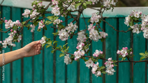A child's hand touching an apple blossom