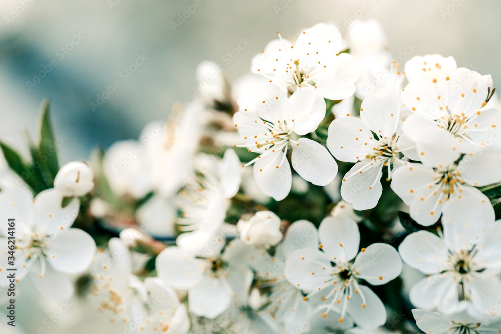 Fototapeta premium Spring blooming fruit tree. The background of the spring flowering