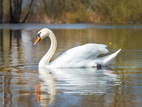 Fototapeta Naklejka Na Ścianę i Meble -  white swan on the river.