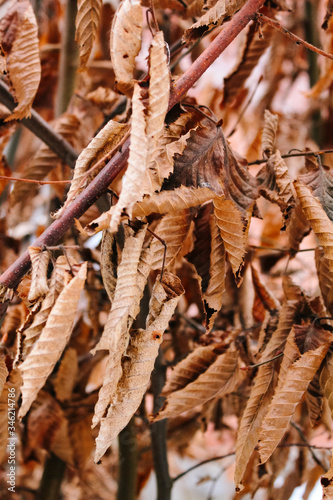 Autumn yellowed old dry leaves close-up