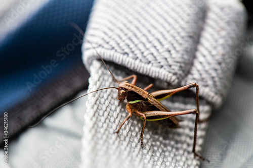 Grasshopper sits on a backpack strap on a summer day. Macro.