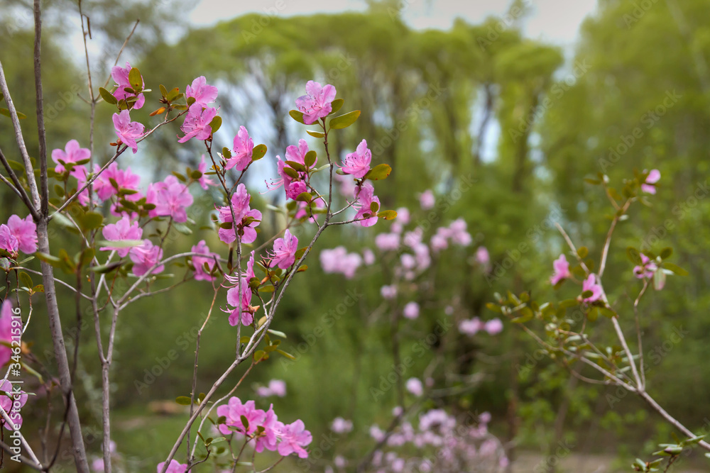 Pink flowers of Siberian rhododendron copy space. Rhododendron Ledebourii. Spring flowering of Altai rhododendron. Pink flowers of Siberian rhododendron copy space. Rhododendron Ledebourii. Spring flowering of Altai rhododendron.
