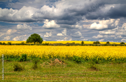 Beautiful landscape with blue sky and fresh yellow agricultural field