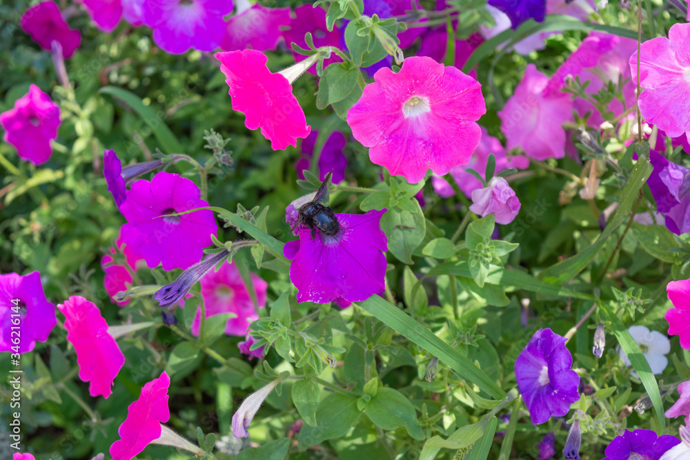 Summer Flowers, Portugal.