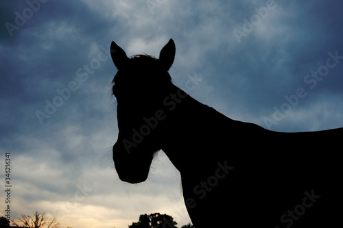 Young horse silhouette against stormy sky background.