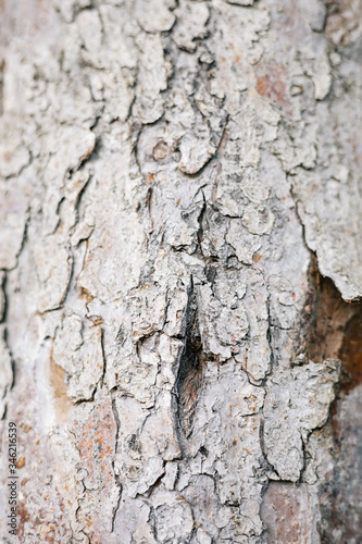 Wood white texture cracks bark