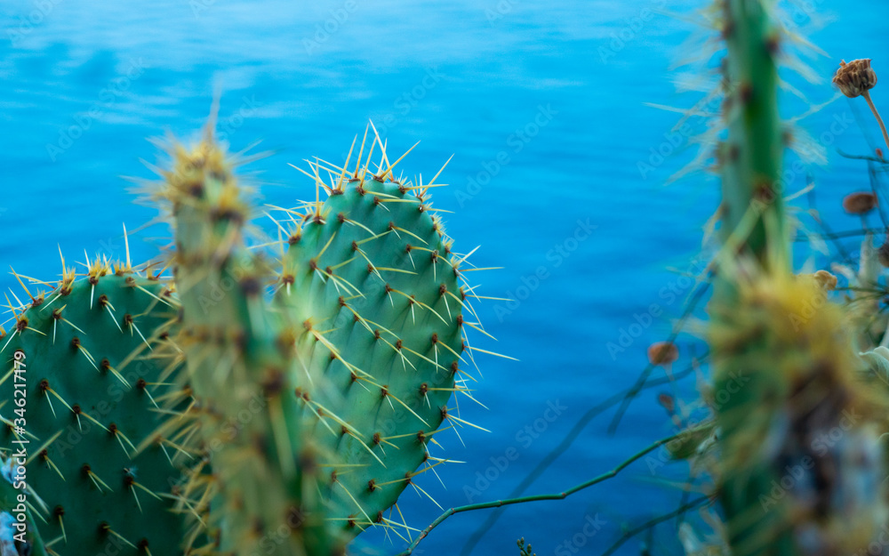 Green large cactus against the blue sea in Croatia Green large cactus against the blue sea in Croatia