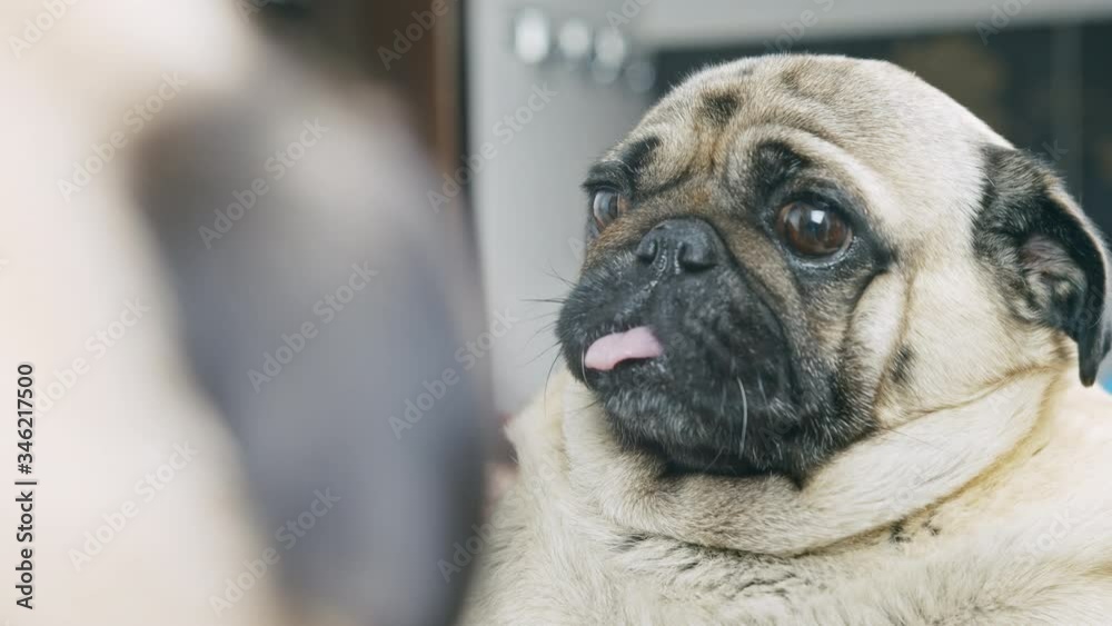 Pug dog want to wash its paws with soap, like human wash his hands. Looking at the mirrow. Funny wash hands concept Pug dog want to wash its paws with soap, like human wash his hands. Looking at the mirrow. Funny wash hands concept