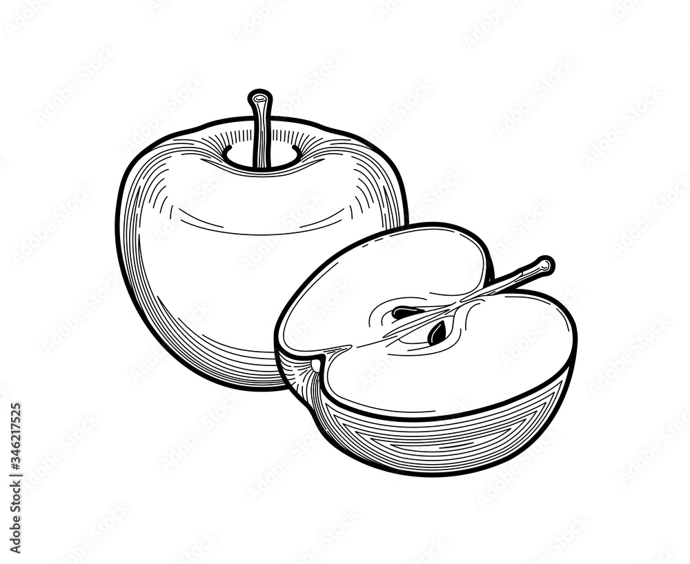 ripe picturesque green apple - realistic drawing with colored pencils hand  painted illustration. isolated on white background Stock Photo - Alamy