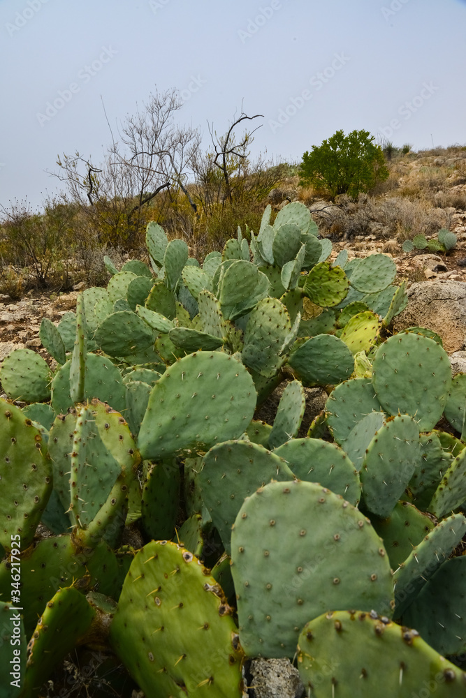 Opuntia cacti and other desert plants in the mountains landscape in New Mexico, USA