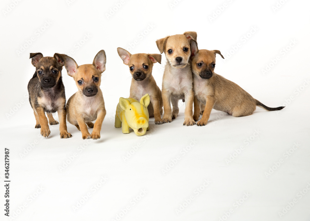 Five Chihuahua and mixed breed puppies pose with a big yellow pig toy in the studio isolated on  white with room