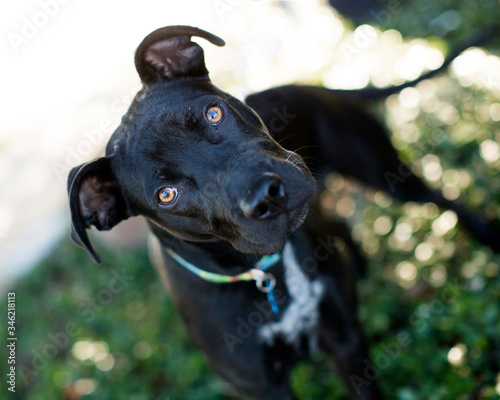 dog, canine, boxer, mised breed, black, white markings, green grass, park, natural light, serious, stare, watching, ready, nose, alert, focused