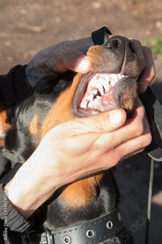 Doberman's owner shows doberman's teeth to camera. 