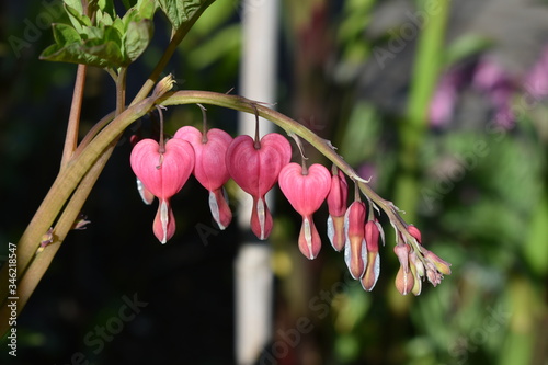 Laprocapnos spectabilis flowers. Very beautiful pink flower. Bleading heart flower. 