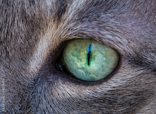 Cat's green eye extreme macro close-up. Focus detail on the eye. © sunday_morning