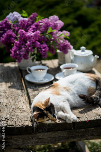 Beautiful cat on the old wooden table on sunny day in garden outdoors near the lilac flowers in vase. 