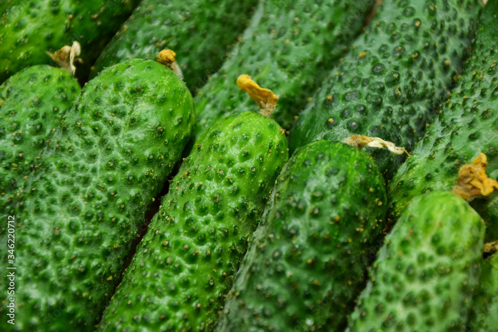 Cucumbers from farmers market. Fresh cucumbers. Pickle cucumbers. Organic vegetables. Salad ingredients. Cucumbers from farmers market. Fresh cucumbers. Pickle cucumbers. Organic vegetables. Salad ingredients.