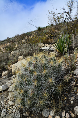 Cacti (Echinocereus sp.) and Opuntia, yucca, agaves and other desert plants in the mountains landscape in New Mexico, USA photo