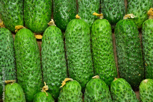 Cucumbers from farmers market. Fresh cucumbers. Pickle cucumbers. Organic vegetables. Salad ingredients.