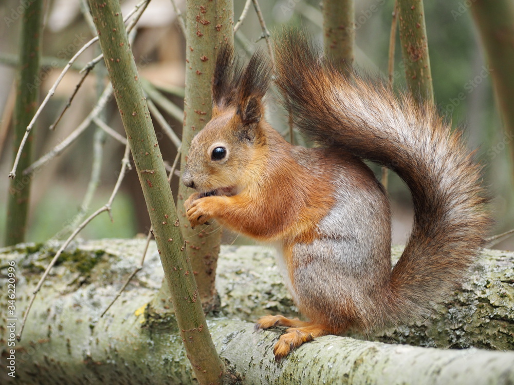 Fototapeta premium Red-brown wild squirrel in the park close-up