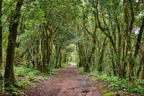 Beautiful forest in Anaga National rural park in Tenerife  Canary Islands  Spain