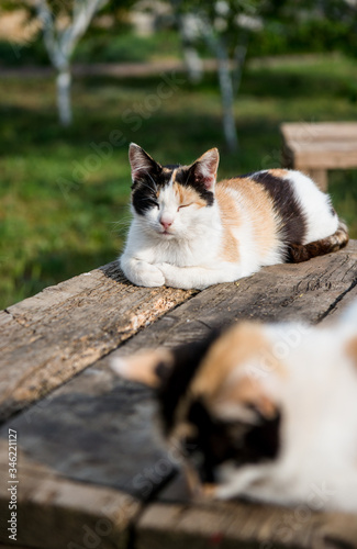 Beautiful cat on the old wooden table on sunny day in garden outdoors near the lilac flowers in vase. 