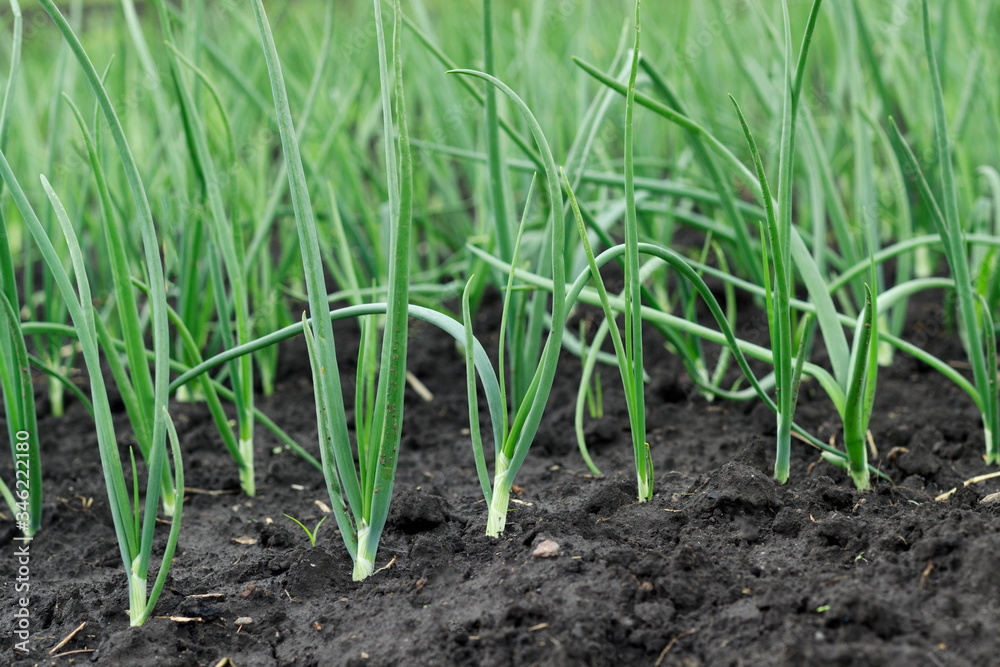 young, green onion grows in the garden young, green onion grows in the garden