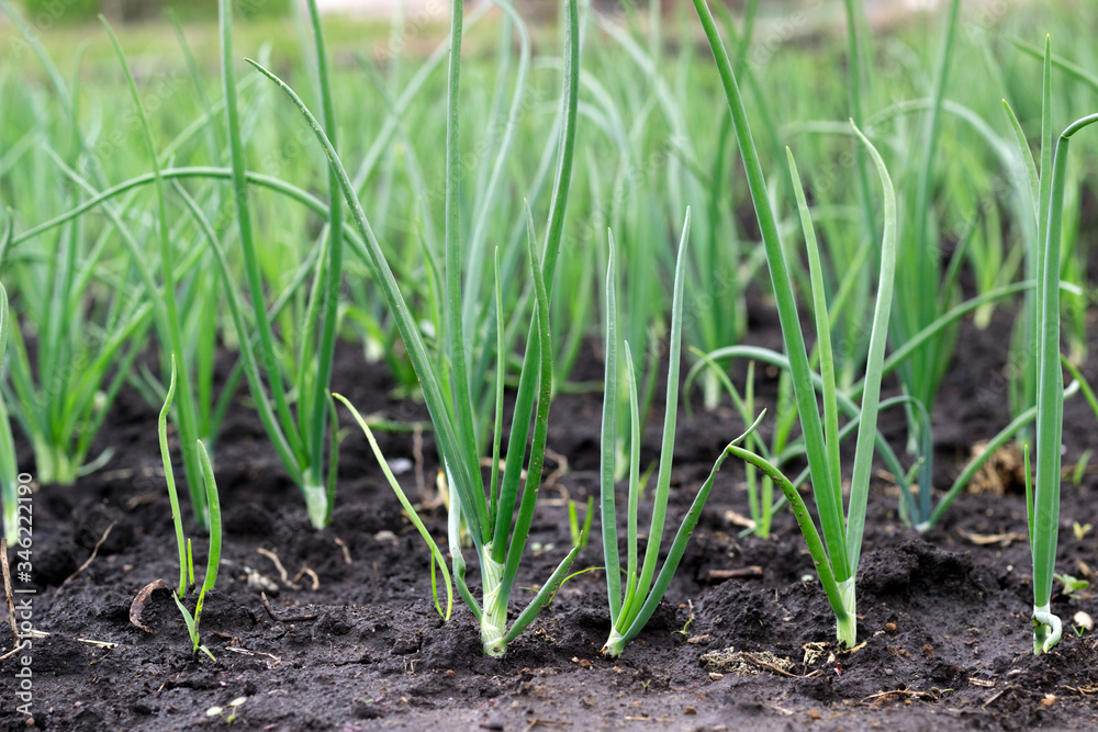 young, green onion grows in the garden young, green onion grows in the garden