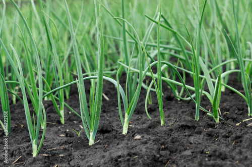 young, green onion grows in the garden