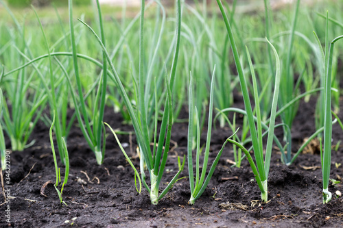 young, green onion grows in the garden