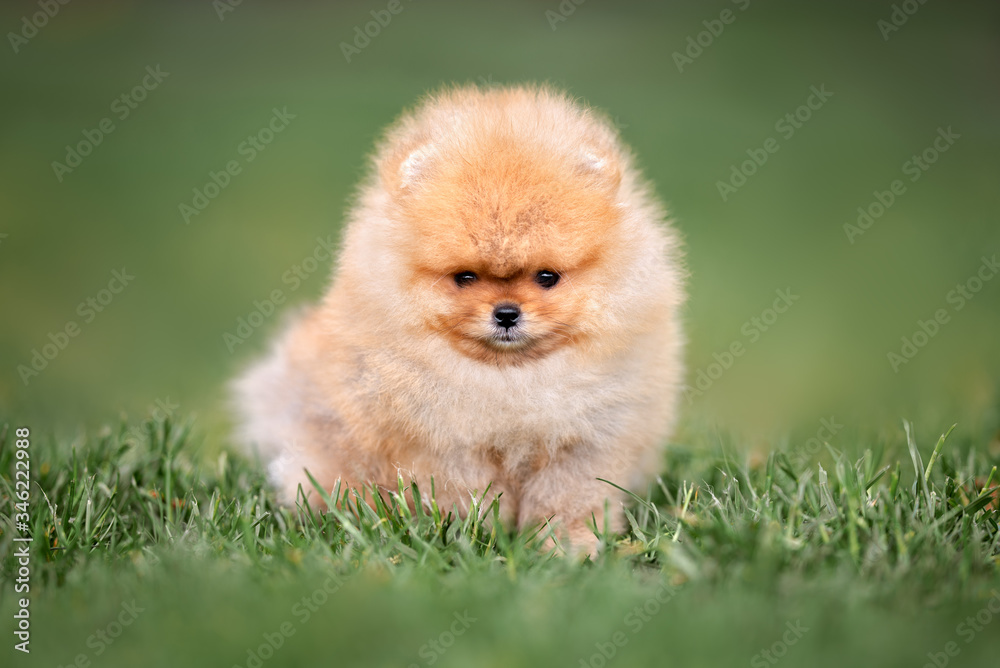 fluffy red pomeranian spitz puppy sitting on grass in summer