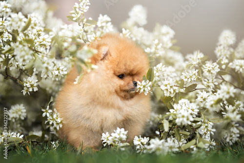 funny fluffy spitz puppy posing with flowers in spring © otsphoto